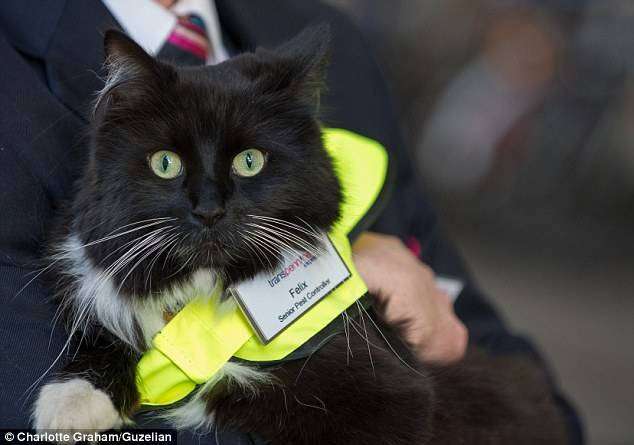 Felix dengan seragam dan badge khusus.