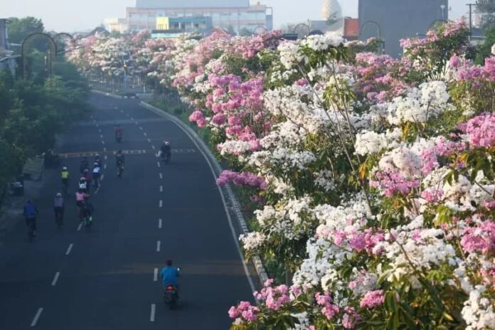 tabebuya surabaya
